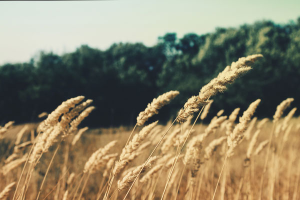 手机号轰炸免费在线网站